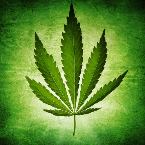 cannabis leaf