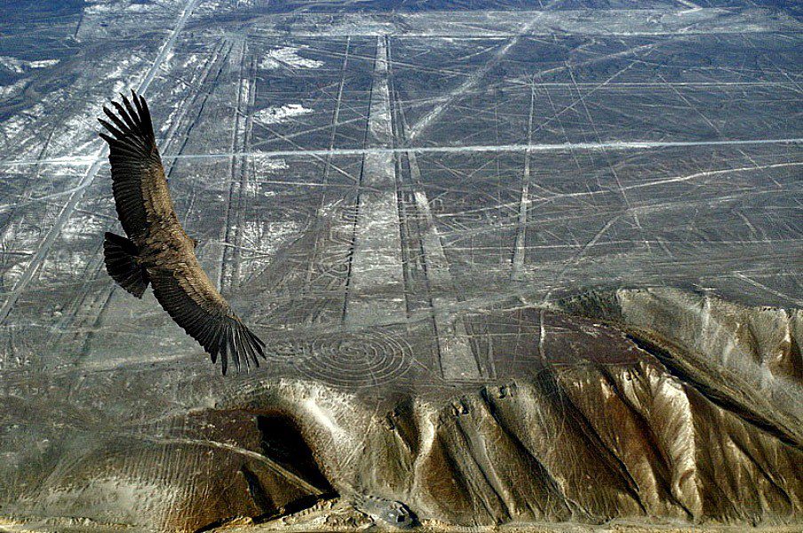 Nazca condor
