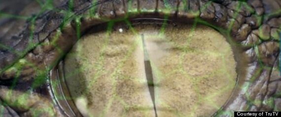 reptilians-eye